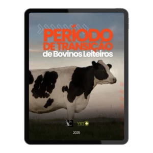 periodo-de-transicao-de-bocinos-leiteiros